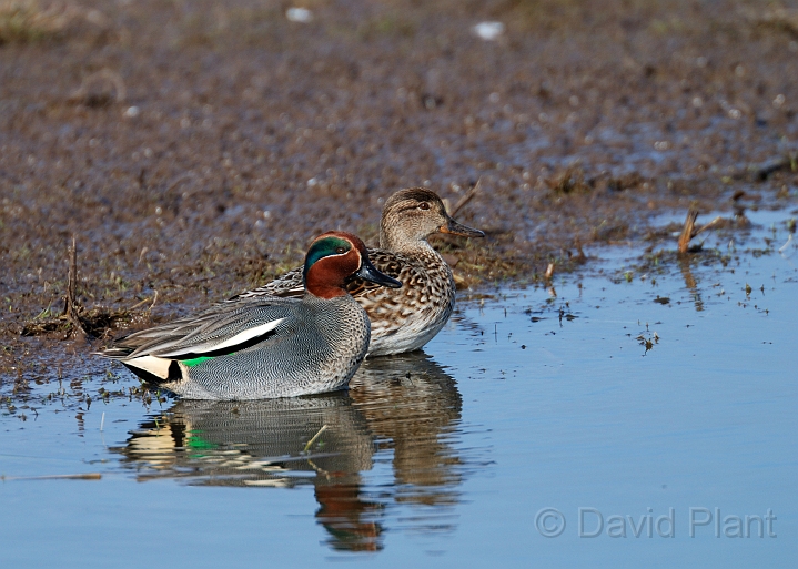 Teal - A.jpg - Teal, male and female - Slimbridge